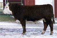 344N - click to enlarge - John Goggins Photo