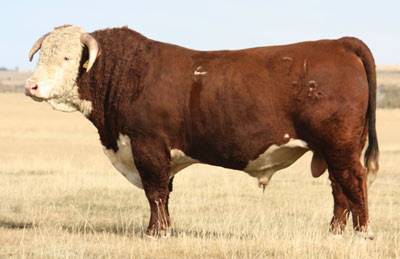 CL 1 Domino 7128T ET (DLF-IEF) :: Holden Hereford Herd Sire