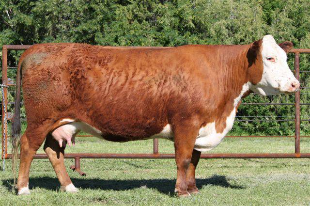 Holden Herefords annual sale offers top Line One yearing Horned ...