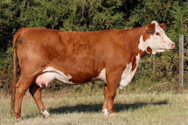 Holden Herefords breeds Line One Horned Hereford Cattle